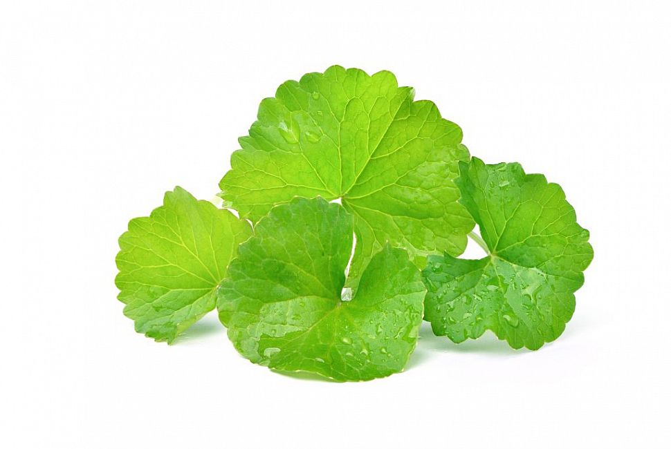 Центелла азиатская (Centella asiatica)